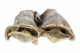 Pleistocene Fossil Steppe Bison Tooth - Siberia #252063-1